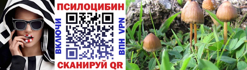 Галлюциногенные грибы мицелий  Андреаполь 